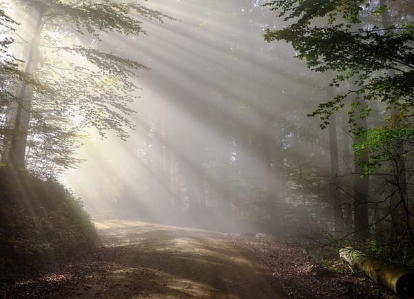 Discerning the Real: A Path of Living Cognition VIII