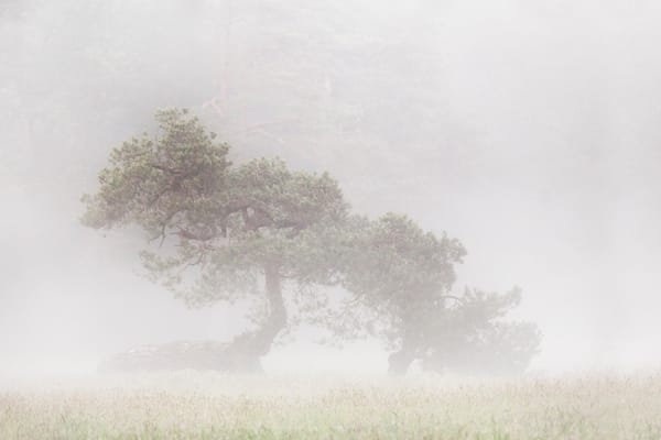 Discerning the Real: A Path of Living Cognition I