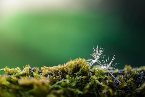 Part V: “Practical Chart: The I and Etheric Body in Health”