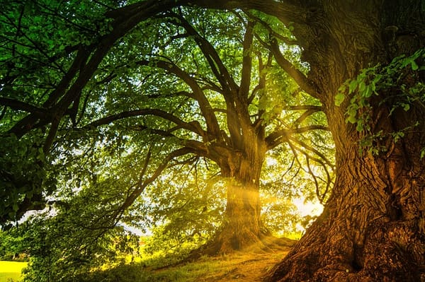 Folklore and the Consciousness of Elemental Beings