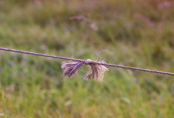 The Anthroposophical Society as a Social Organ: Heart, Periphery, and the Question of Alignment