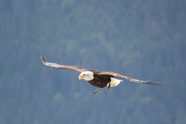 1. The Eagle: Light and the Nerve–Sense System