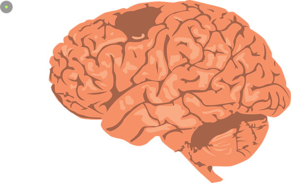 Frontal Cortex and Human Development