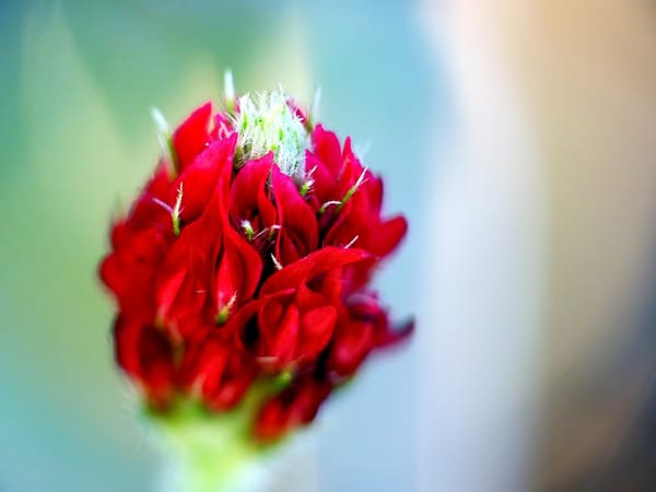 Embodiment in Anthroposophy