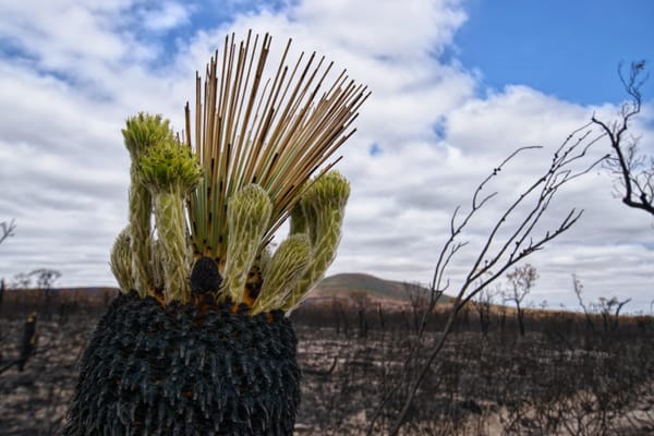 Regenerating Dry Landscapes